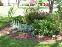 Lambs ear (silver plant), chamomile, Lilac and Basil