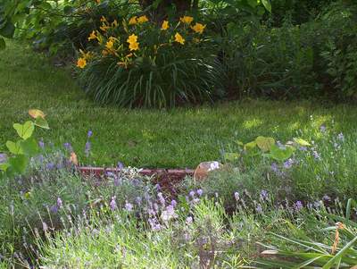 English Lavendar and Day Lilies