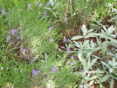 Lavendar and Sage