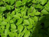 Lemon Balm