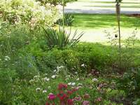 Yucca(back - tall spiney plant), Sweet William(front blooms), Lemon Balm(middle and left)