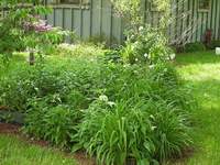 Echinacea (not in bloom), Day lilies and Bee Balm