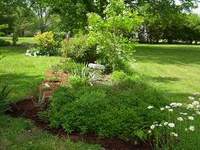 Chocolate mint (front) and side gardens