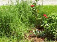 Yarrow (left), Eucalyptus (front), Rose (back)