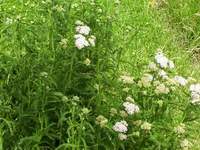 Yarrow White